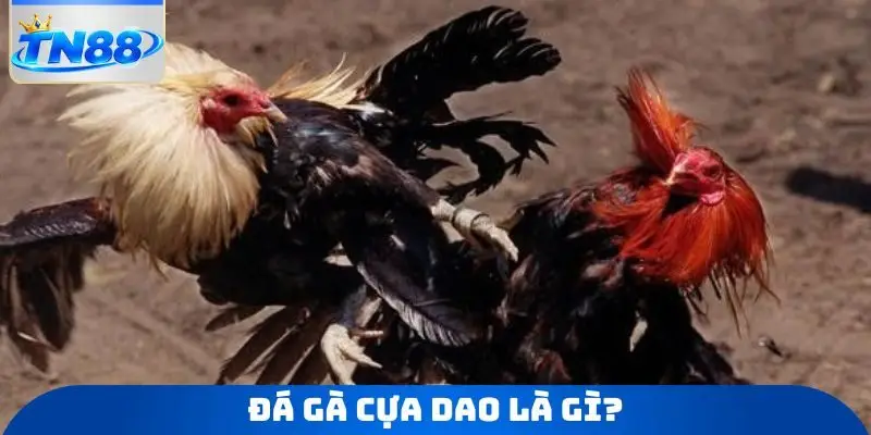 Đá gà cựa dao là gì?