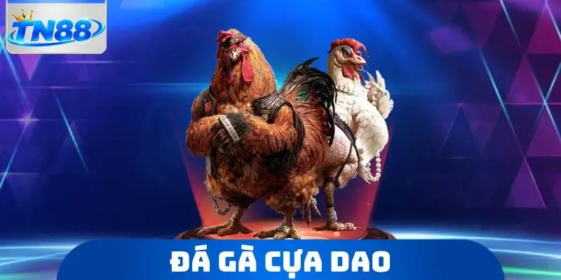 Đá Gà Cựa Dao
