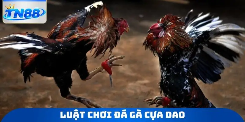 Luật chơi đá gà cựa dao