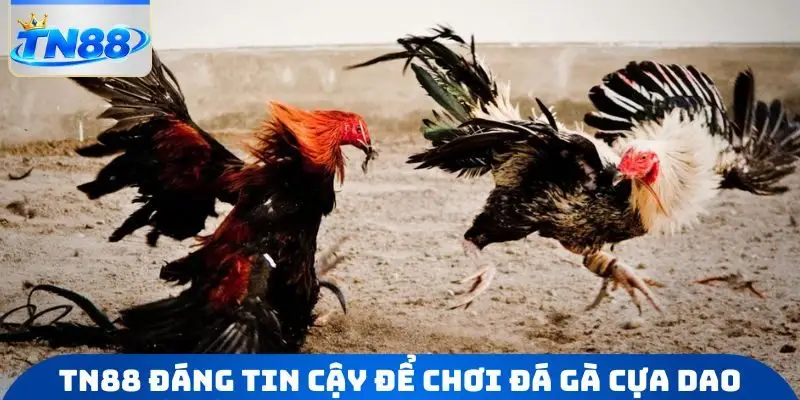 TN88 đáng tin cậy để chơi đá gà cựa dao